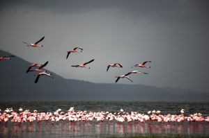 Flamingos In Flight Lake Nakuru Kenya